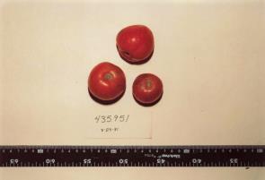 Click for 1 image(s) for this accession. FRUIT